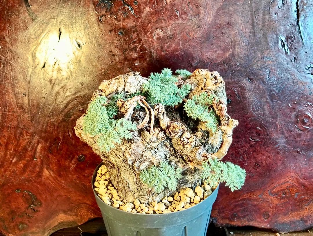 ペラルゴニウム　トリステ　発根済み