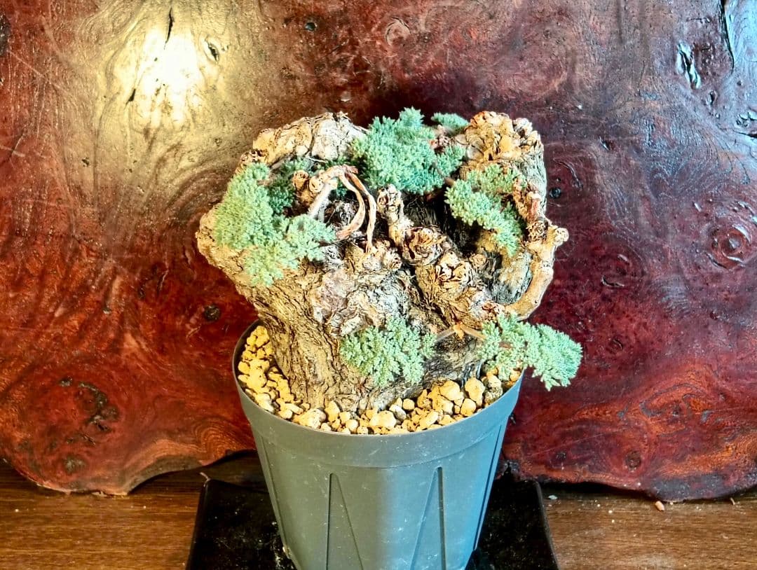 ペラルゴニウム　トリステ　発根済み