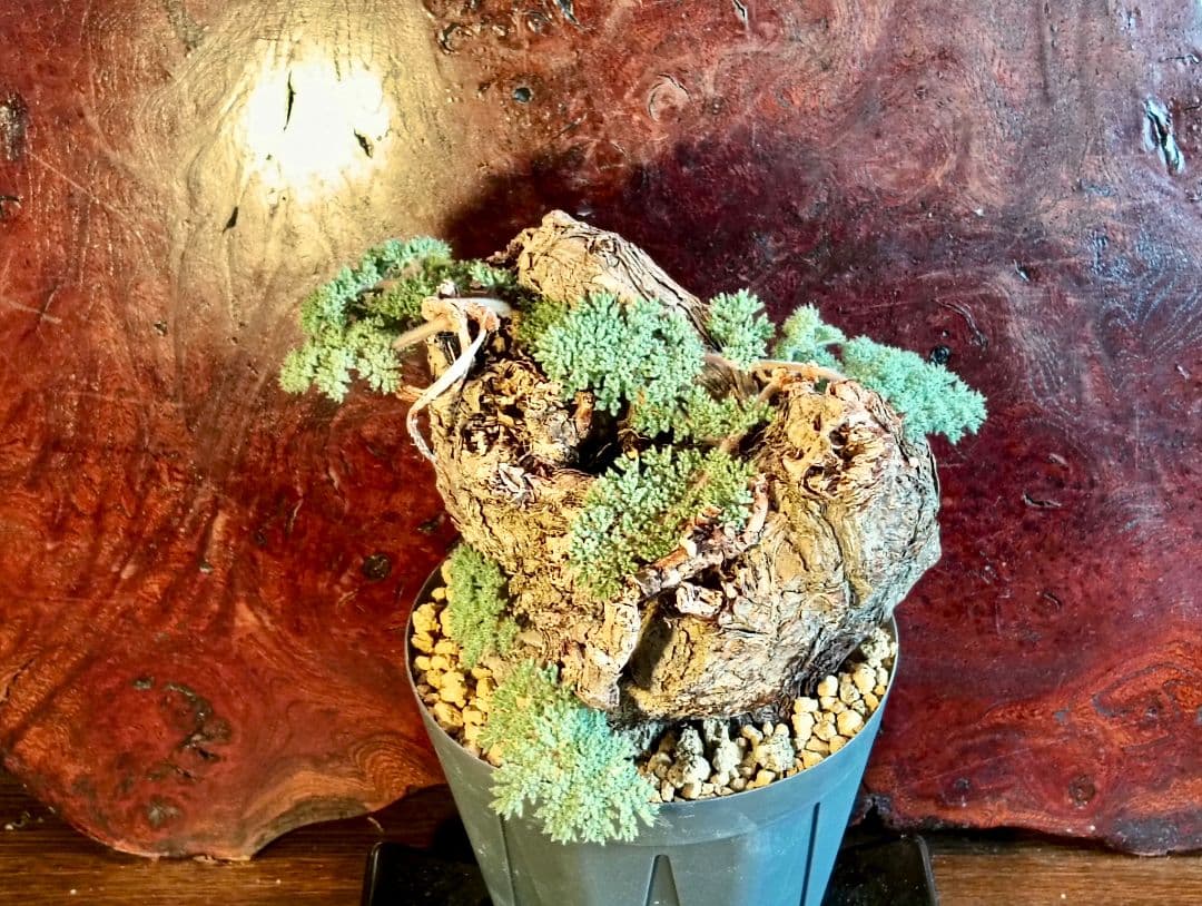 ペラルゴニウム　トリステ　発根済み