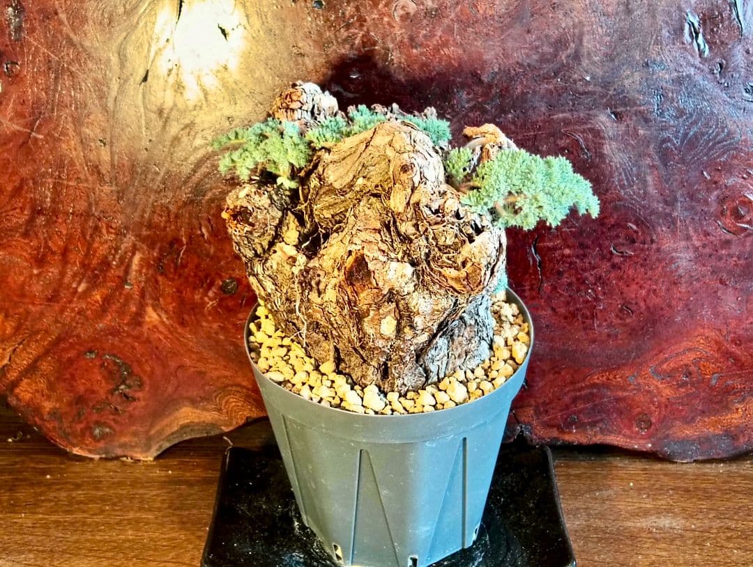 ペラルゴニウム　トリステ　発根済み