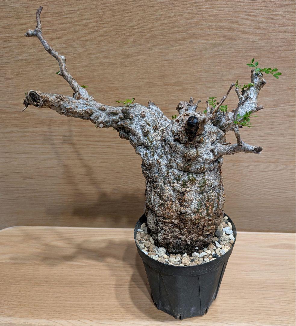 コレクション株！オペルクリカリア　パキプス　発根済！