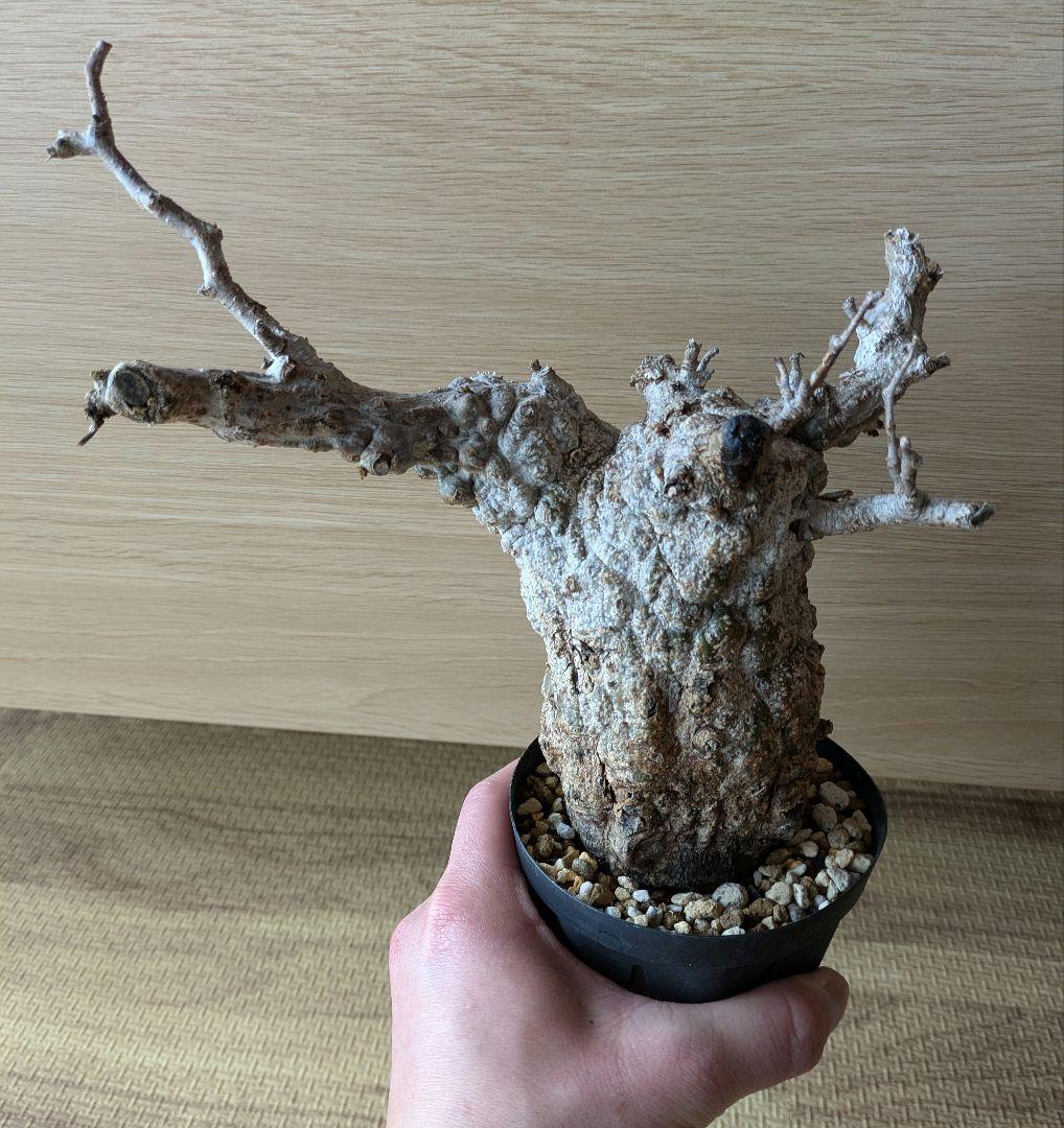 コレクション株！オペルクリカリア　パキプス　発根済！