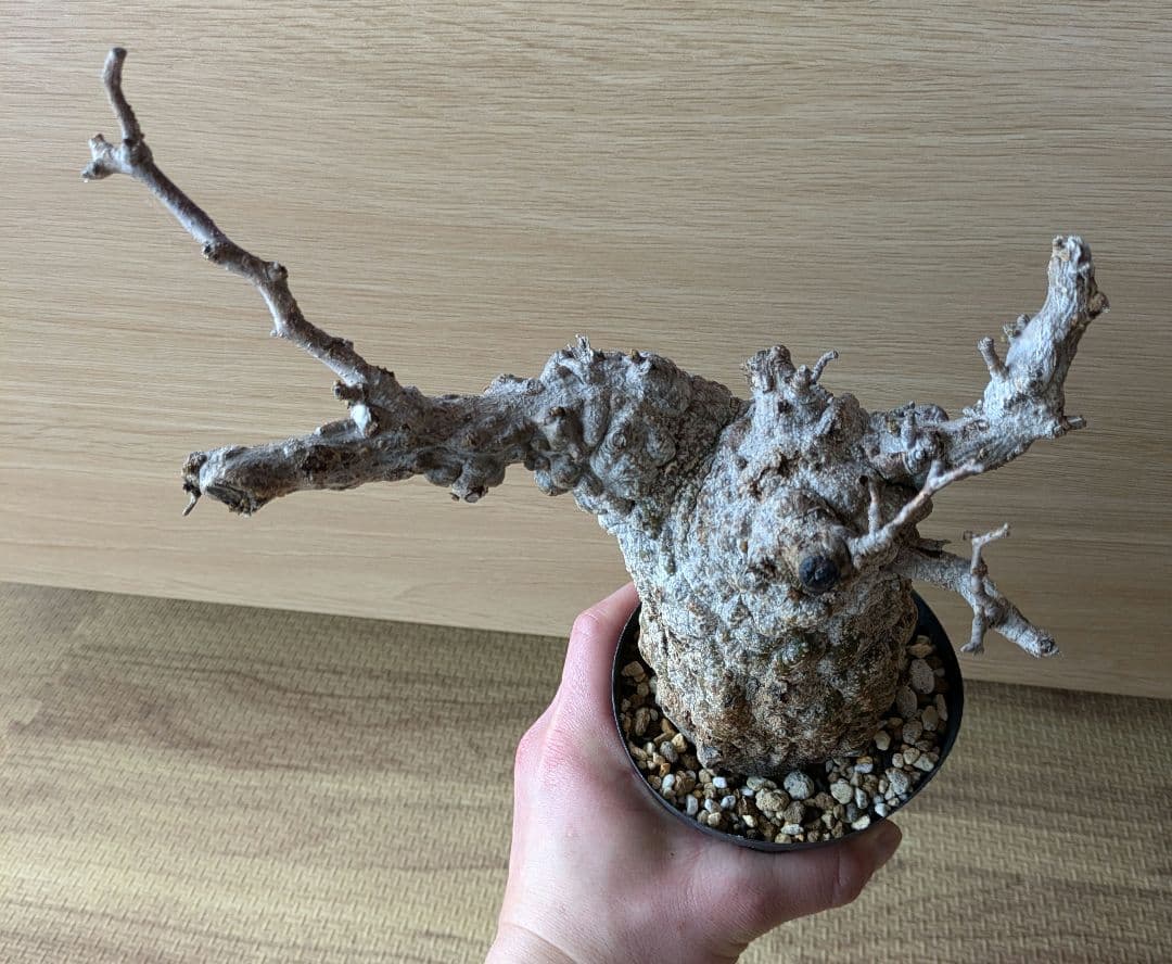 コレクション株！オペルクリカリア　パキプス　発根済！