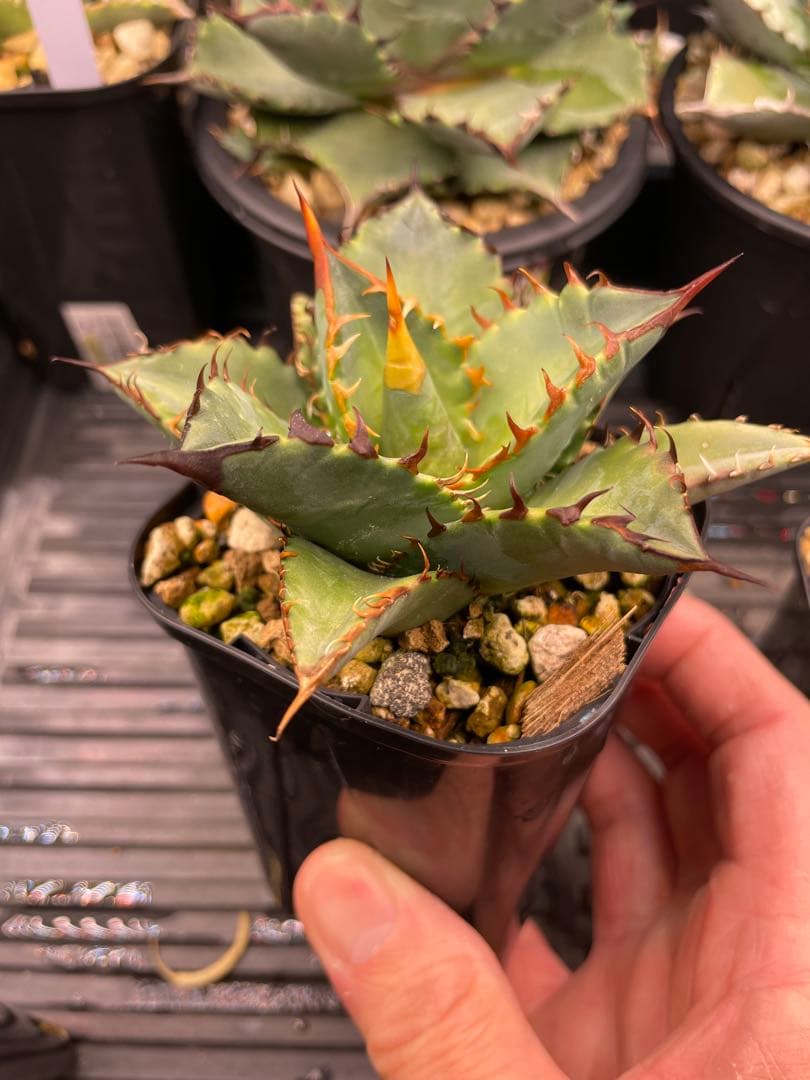 オテロイ実生 選抜