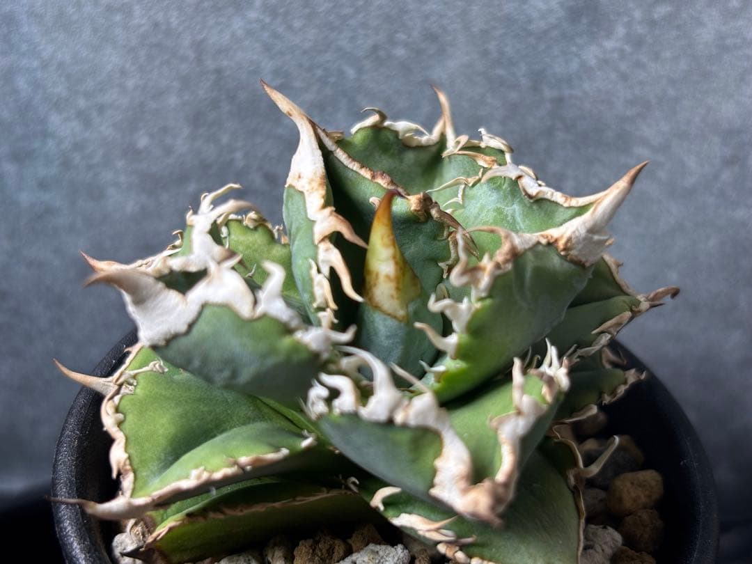 アガベ　大白鯊　ホホジロザメ　ホオジロザメ　発根済子株