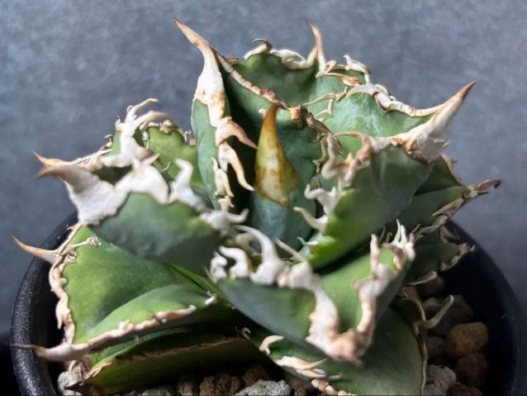 アガベ　大白鯊　ホホジロザメ　ホオジロザメ　発根済子株