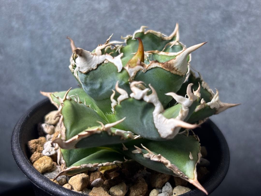 アガベ　大白鯊　ホホジロザメ　ホオジロザメ　発根済子株