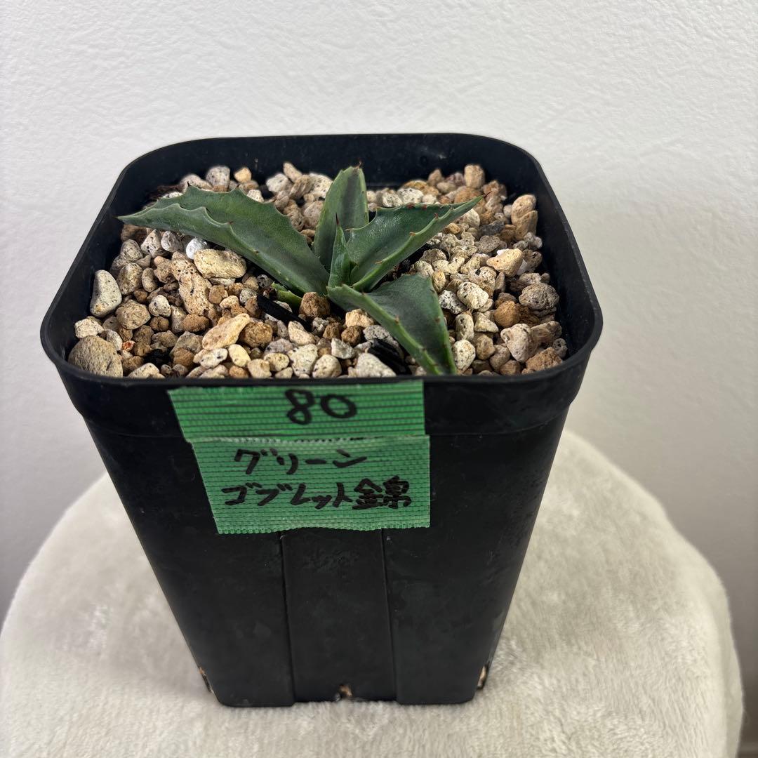 アガベ　フェロックス グリーンゴブレット錦　子株　カキコ　地植え