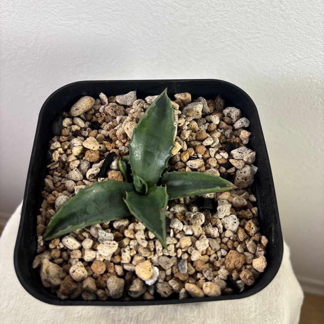 アガベ　フェロックス グリーンゴブレット錦　子株　カキコ　地植え