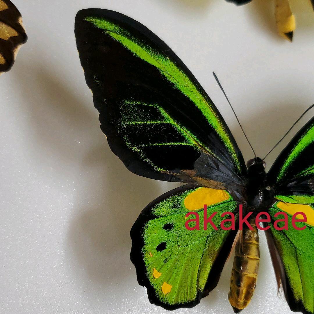 特別価格　コレクションシリーズ極珍品akakeae