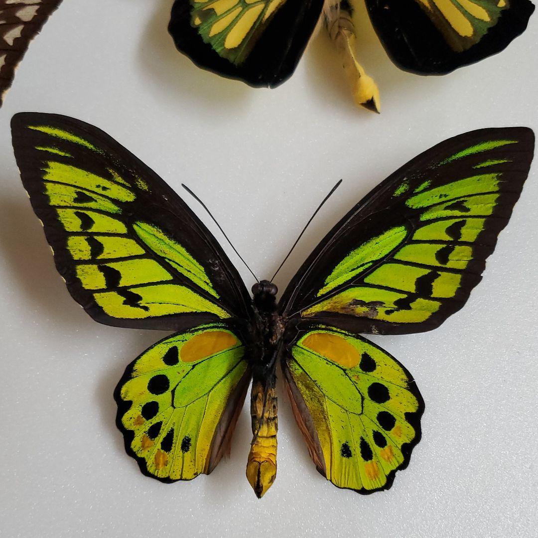 特別価格　コレクションシリーズ極珍品akakeae