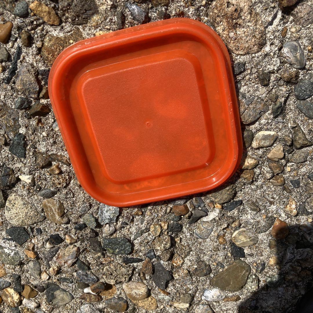 おちてたたっぱー