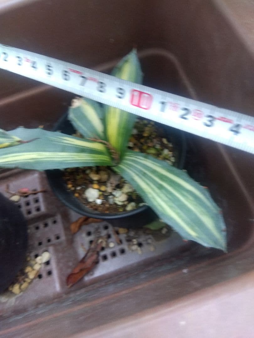 nochida587　フェロックス錦 11株