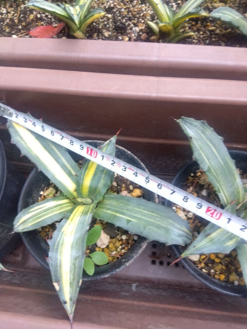 nochida587　フェロックス錦 11株