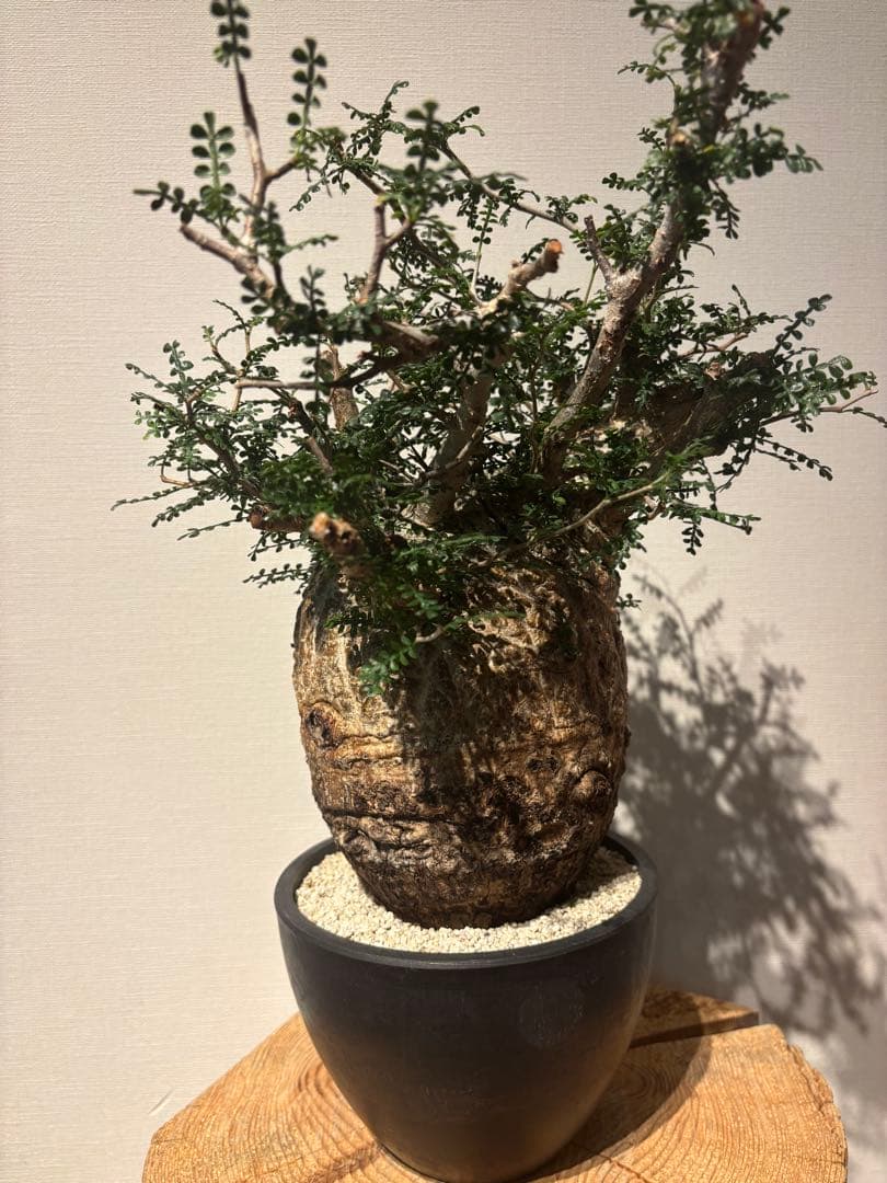 ソウルフル　オペルクリカリア　パキプス　塊根