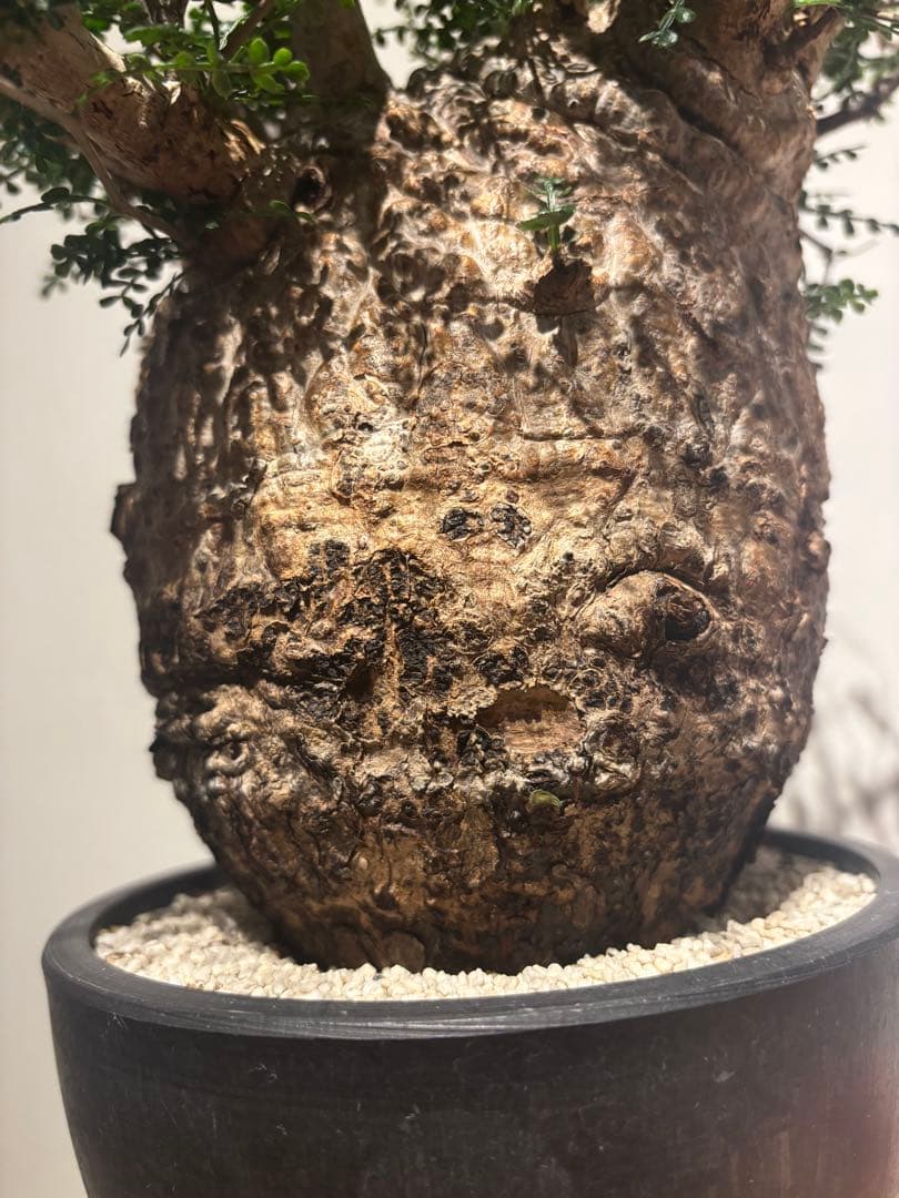 ソウルフル　オペルクリカリア　パキプス　塊根