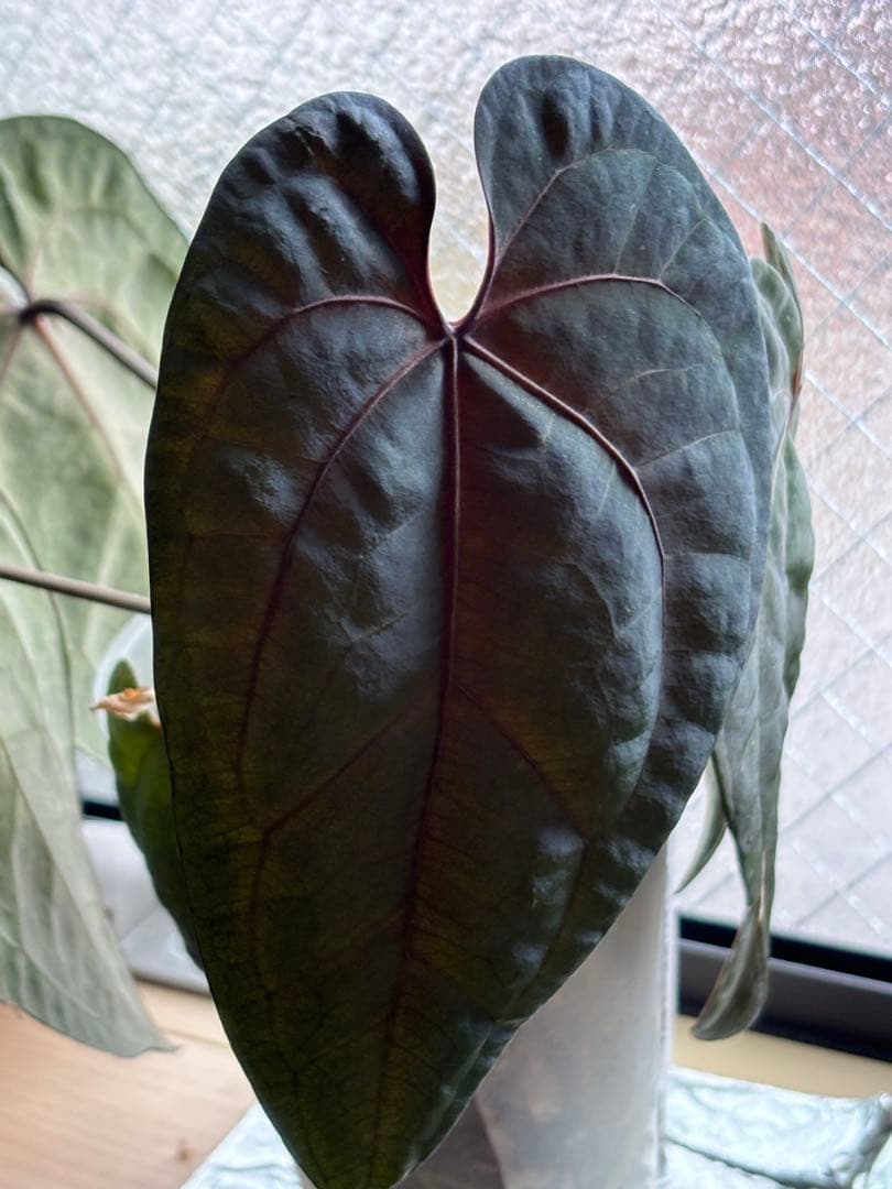 AnthuriumAOSアンスリウムエースオブスペード③