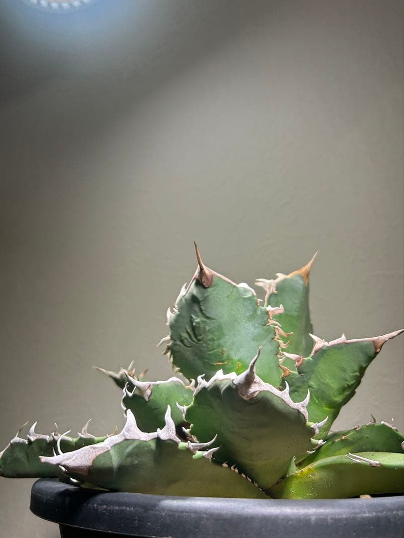 現品　特大　狂刺夕映　アガベ　チタノタ　台湾株　仔株多数　鉢のまま発送　屋外管理