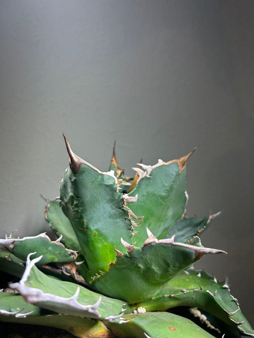 現品　特大　狂刺夕映　アガベ　チタノタ　台湾株　仔株多数　鉢のまま発送　屋外管理