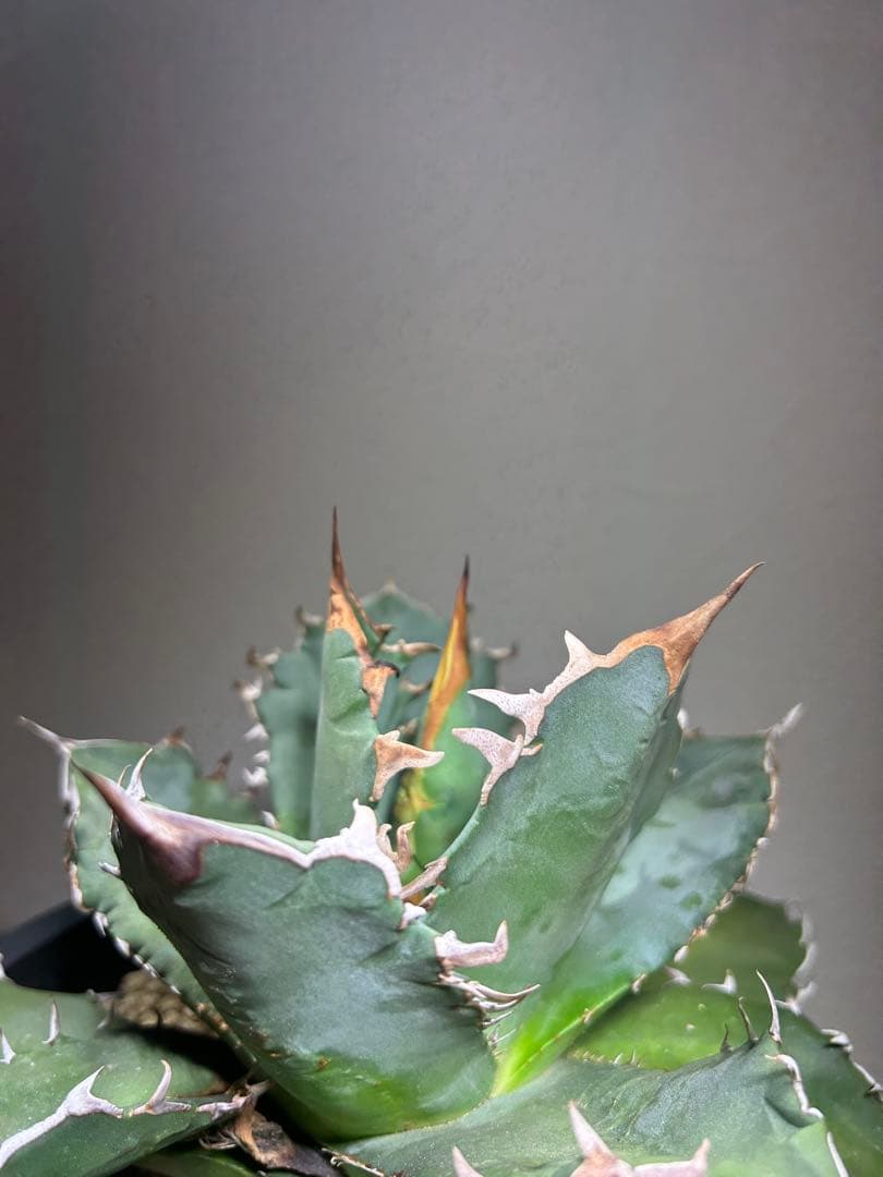 現品　特大　狂刺夕映　アガベ　チタノタ　台湾株　仔株多数　鉢のまま発送　屋外管理