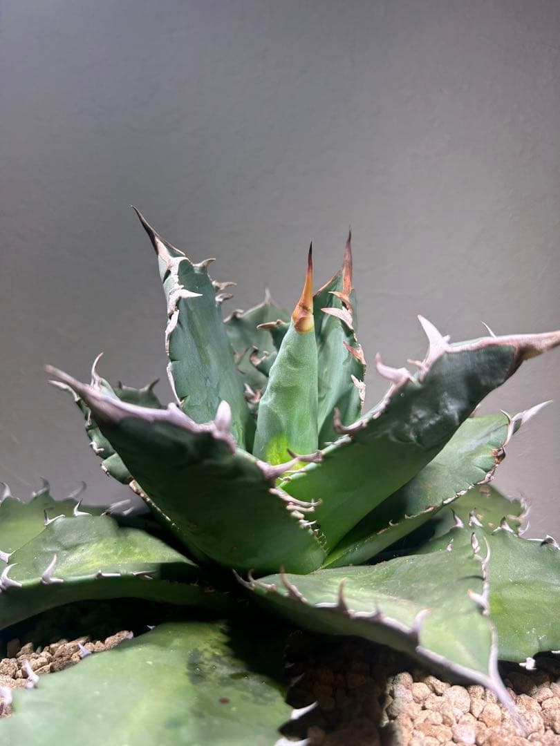 現品　特大　狂刺夕映　アガベ　チタノタ　台湾株　仔株多数　鉢のまま発送　屋外管理