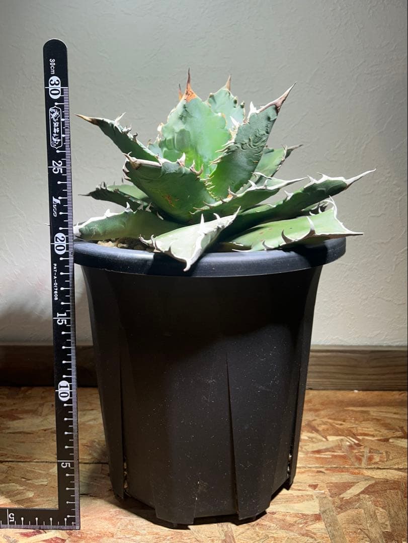 現品　特大　狂刺夕映　アガベ　チタノタ　台湾株　仔株多数　鉢のまま発送　屋外管理