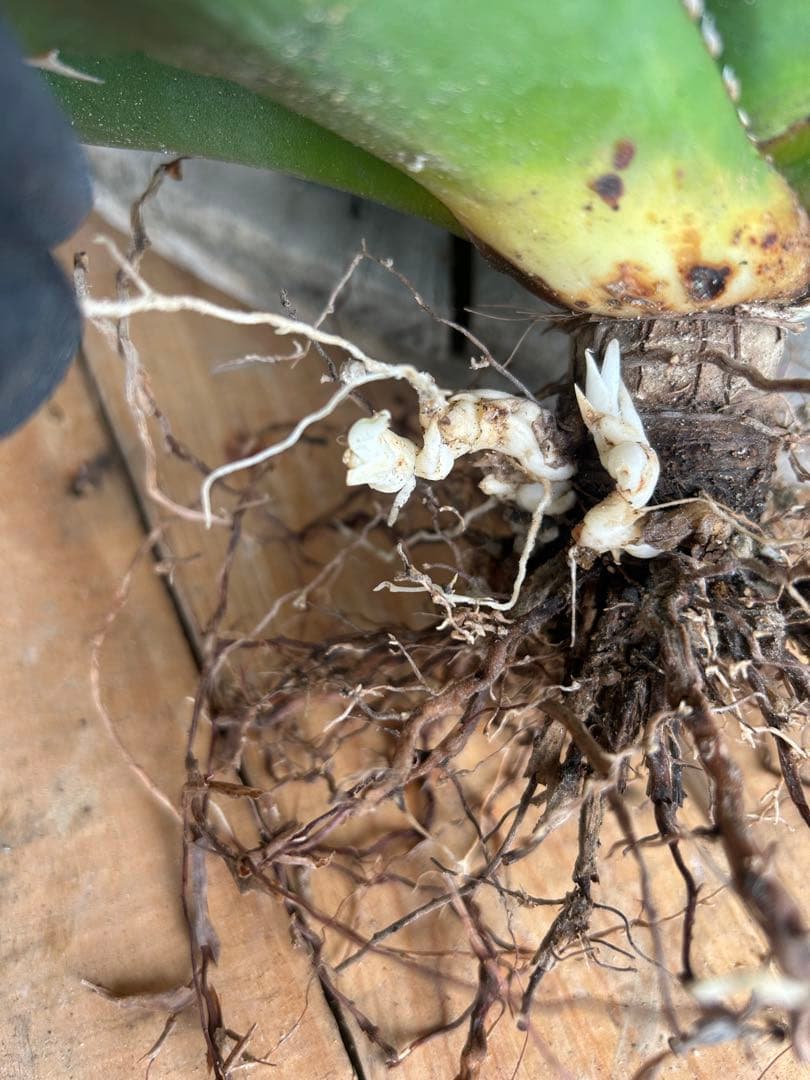 現品　特大　狂刺夕映　アガベ　チタノタ　台湾株　仔株多数　鉢のまま発送　屋外管理