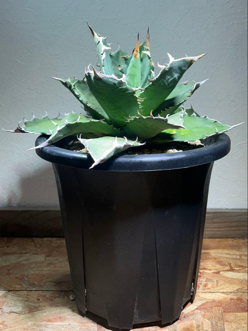現品　特大　狂刺夕映　アガベ　チタノタ　台湾株　仔株多数　鉢のまま発送　屋外管理