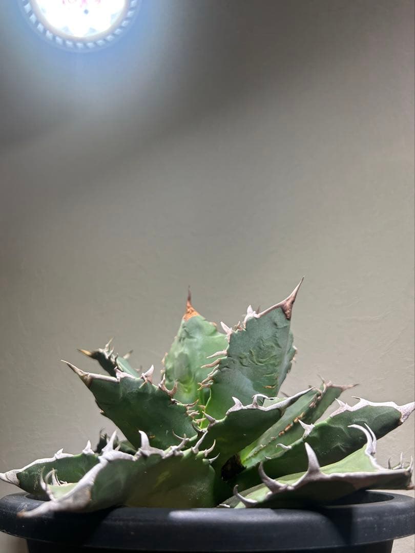 現品　特大　狂刺夕映　アガベ　チタノタ　台湾株　仔株多数　鉢のまま発送　屋外管理