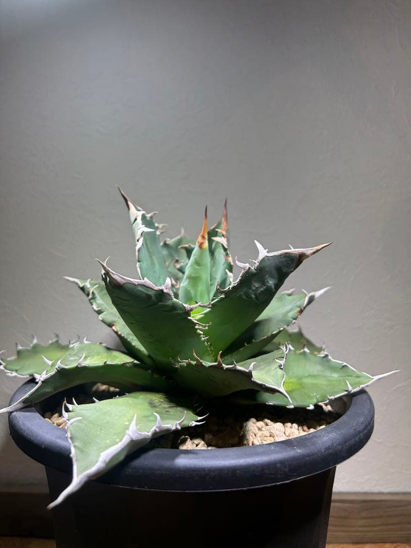 現品　特大　狂刺夕映　アガベ　チタノタ　台湾株　仔株多数　鉢のまま発送　屋外管理