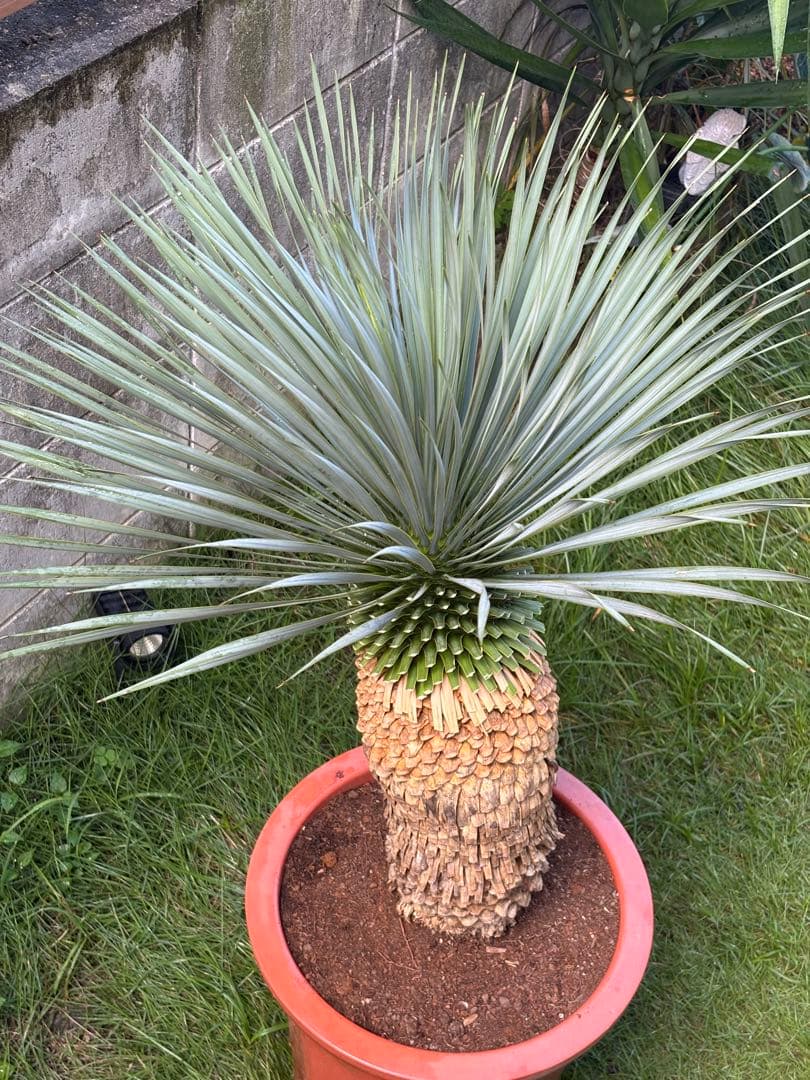 ユッカ ロストラータ　極太幹