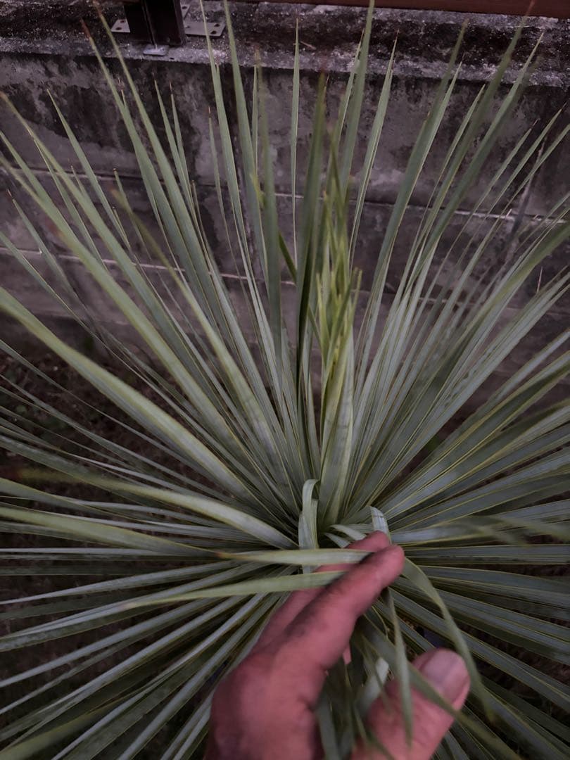 ユッカ ロストラータ　極太幹