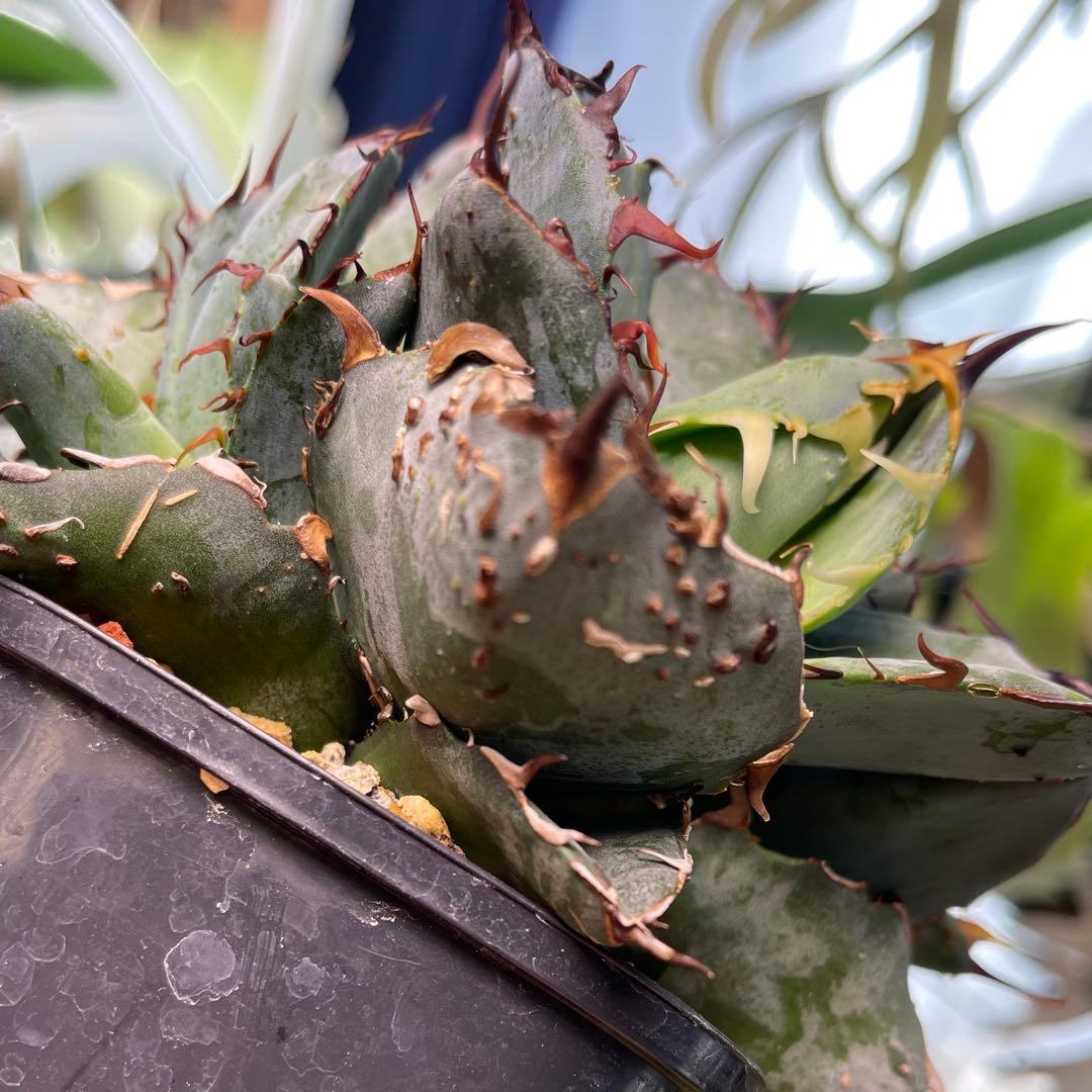 Azemichi BBB 怪獣 アガベ ブツブツ ブラックアンドブルー