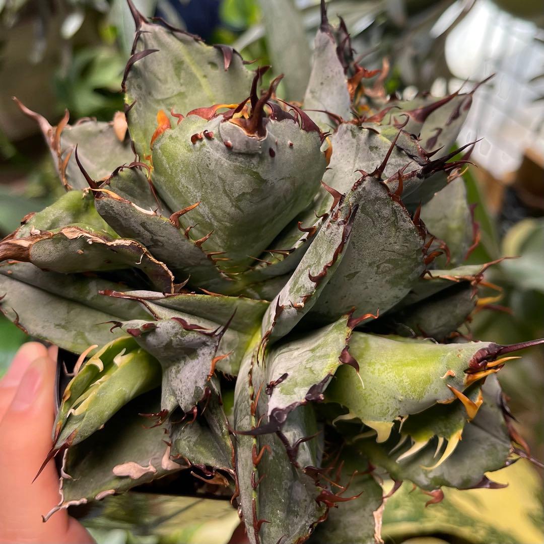 Azemichi BBB 怪獣 アガベ ブツブツ ブラックアンドブルー