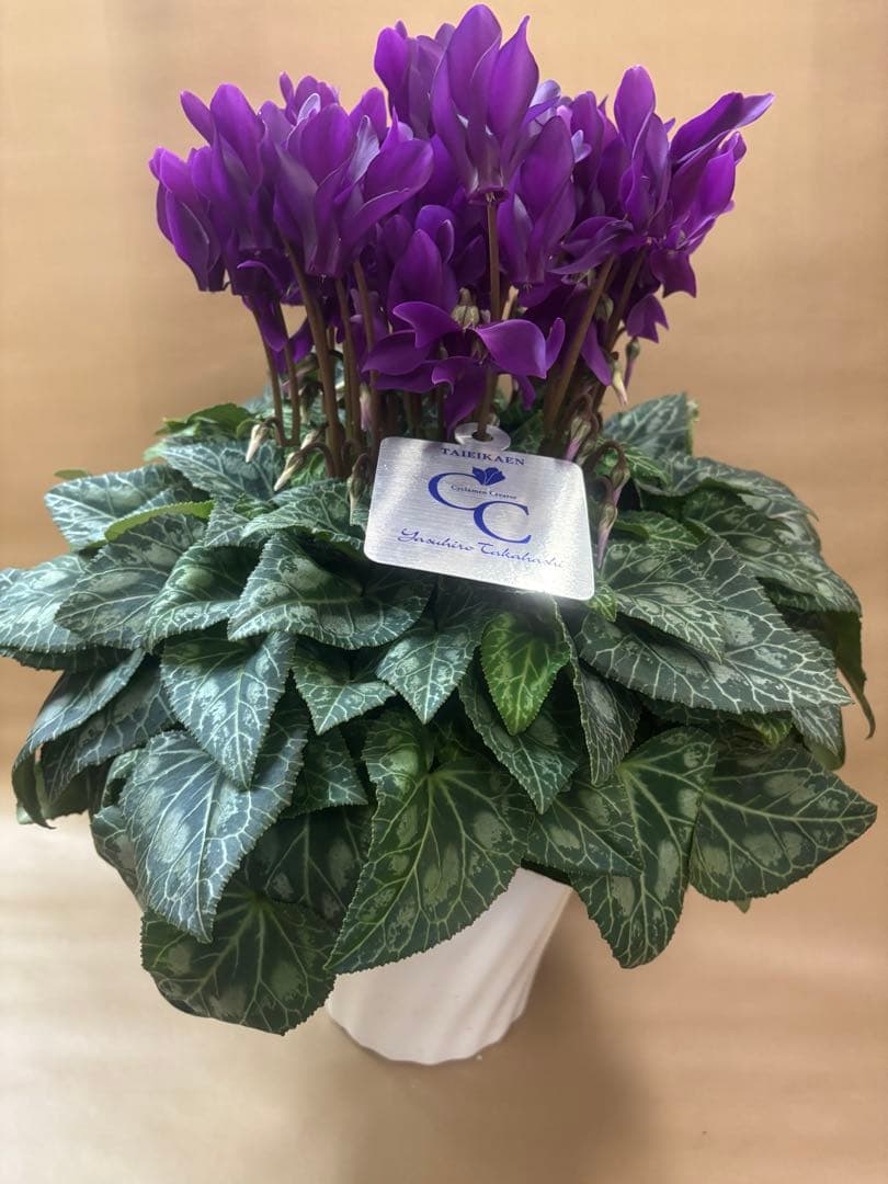 ブルーシクラメン　江戸の青　6寸 鉢ごと　苗　植物