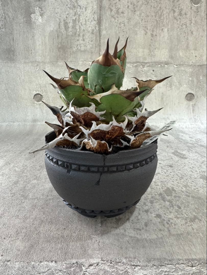 精品黒刺厳龍 XZL産 チタノタ アガベ kikko broken 鉢付