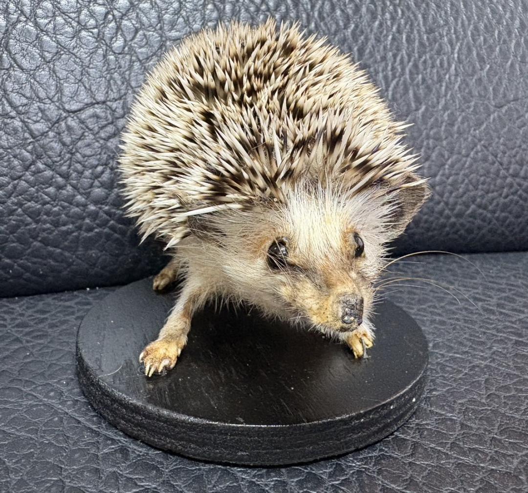 れ*う様 ヨツユビハリネズミ (Four-toed hedgehog) 剥製　1