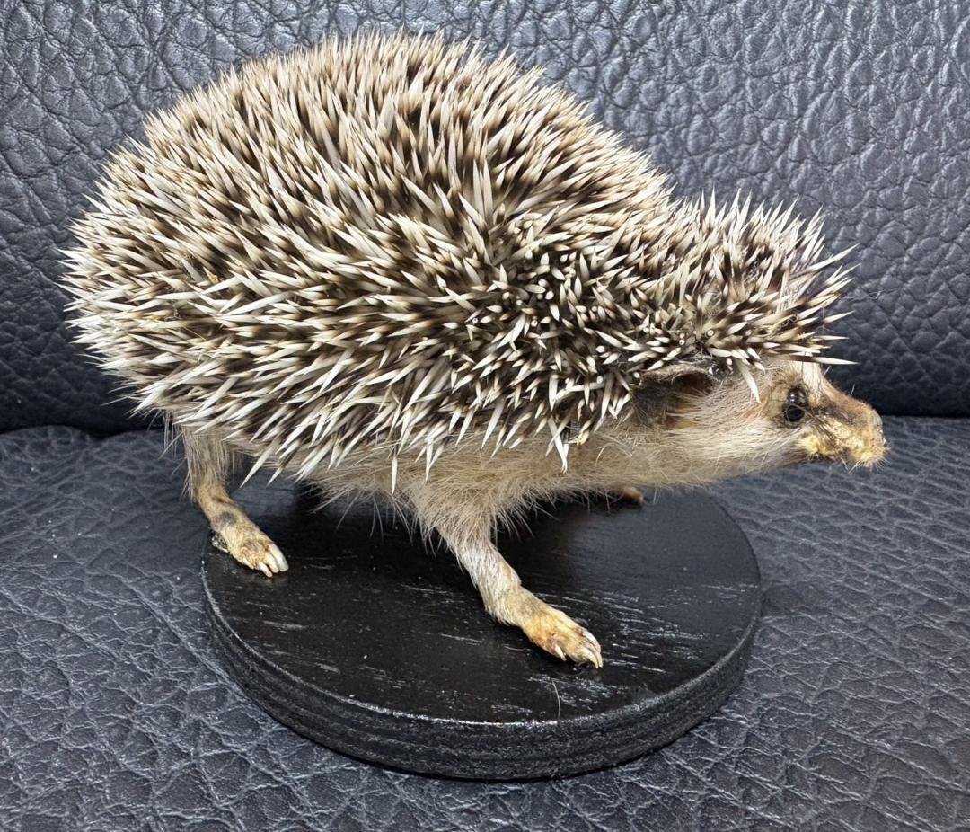 れ*う様 ヨツユビハリネズミ (Four-toed hedgehog) 剥製　1