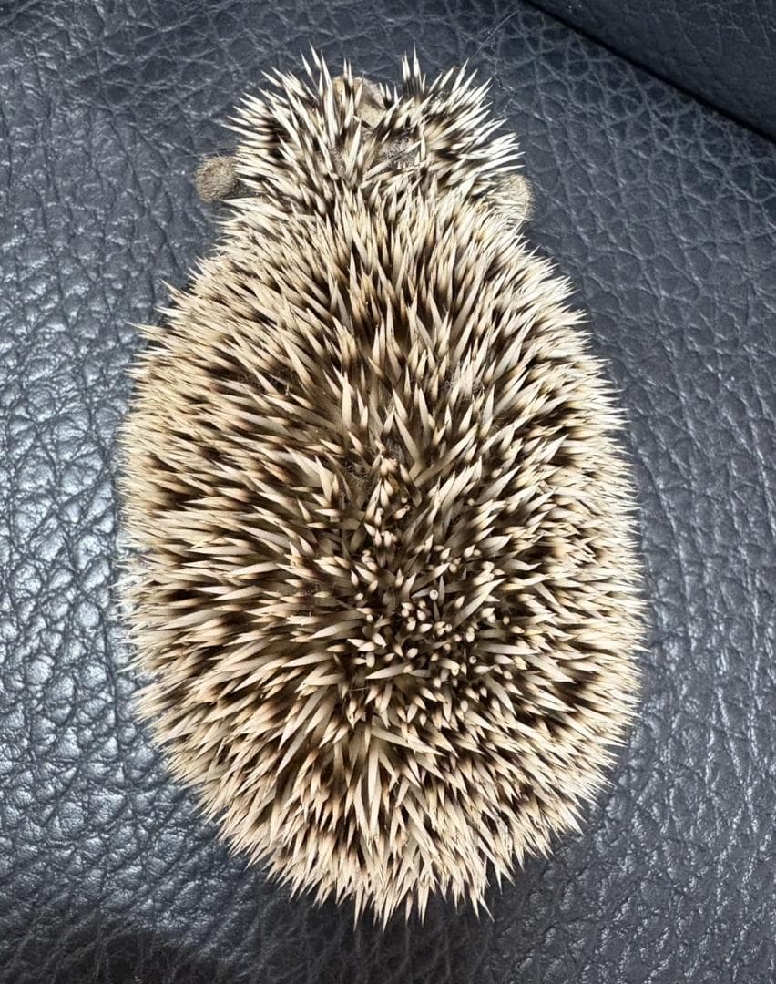 れ*う様 ヨツユビハリネズミ (Four-toed hedgehog) 剥製　1