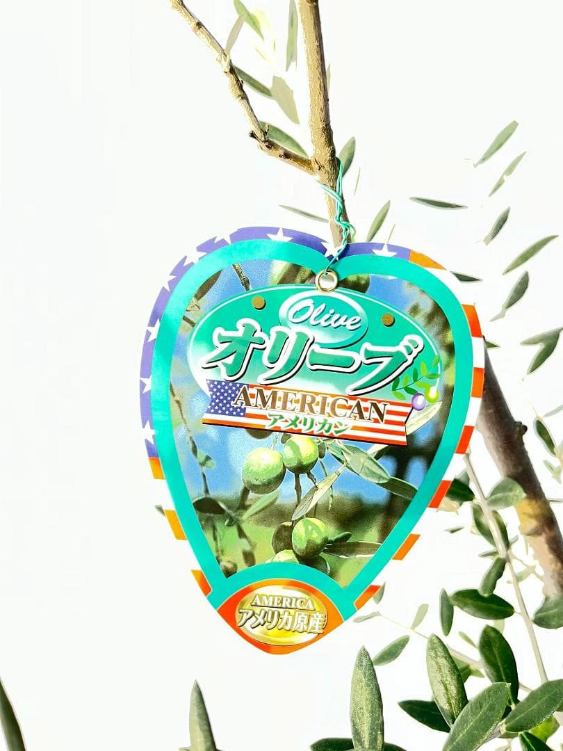 オリーブの木　アメリカン　10号　約180cm　K-335　希少品種　現品掲載