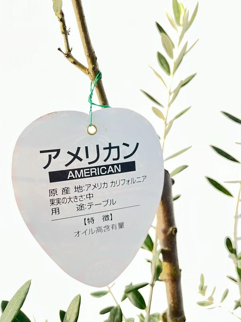 オリーブの木　アメリカン　10号　約180cm　K-335　希少品種　現品掲載