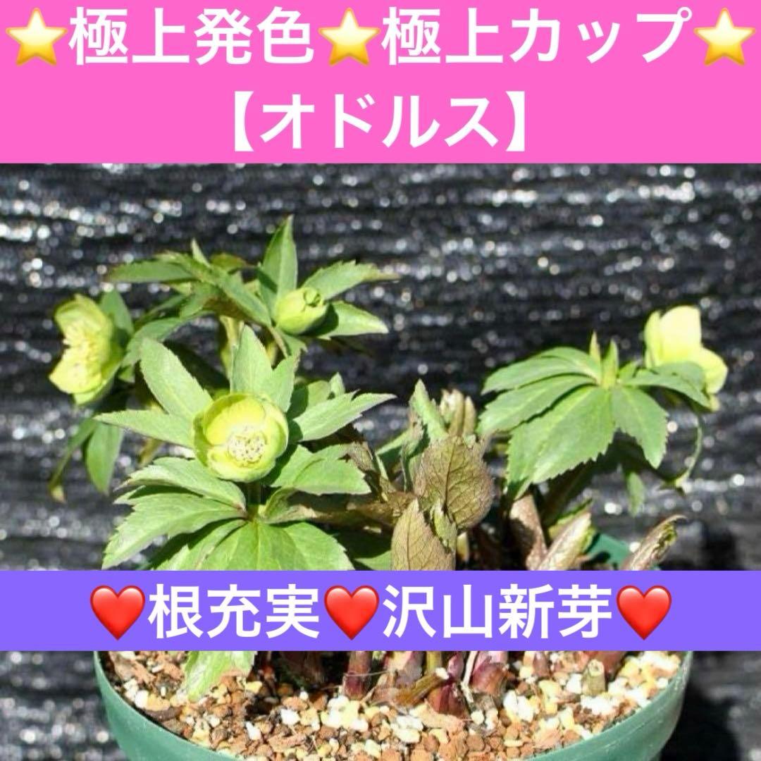オ*ン様 ❤️根充実❤️沢山新芽❤️715❤️極上発色⭐️極上カップ⭐️【オドル