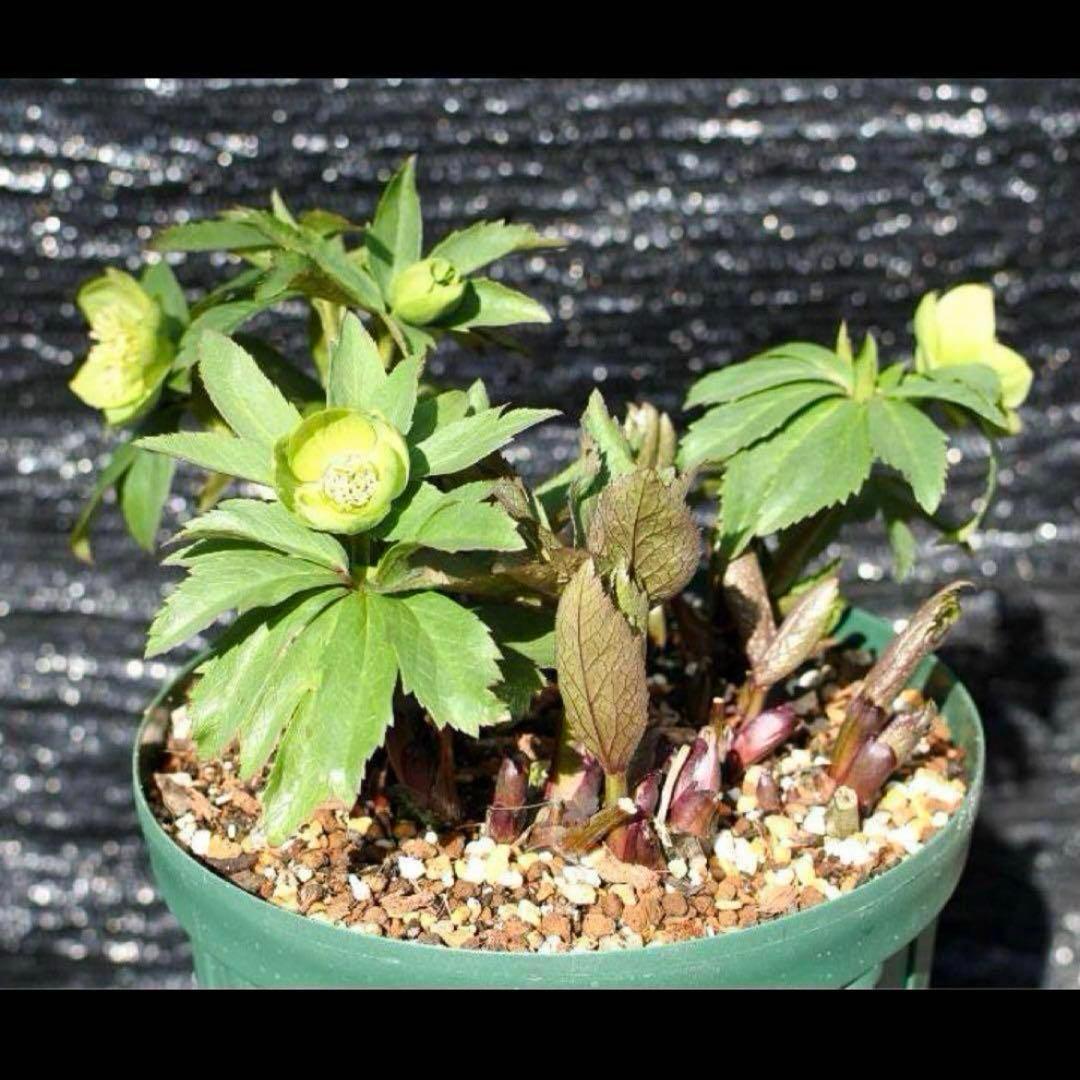 オ*ン様 ❤️根充実❤️沢山新芽❤️715❤️極上発色⭐️極上カップ⭐️【オドル