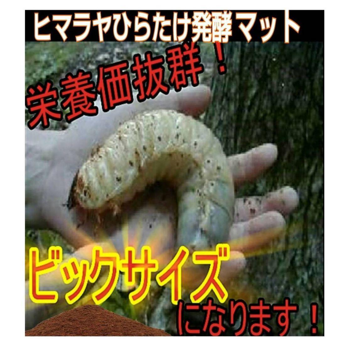 カブトムシ幼虫の餌、産卵に抜群！改良しました！発酵マット【たっぷり60リットル】