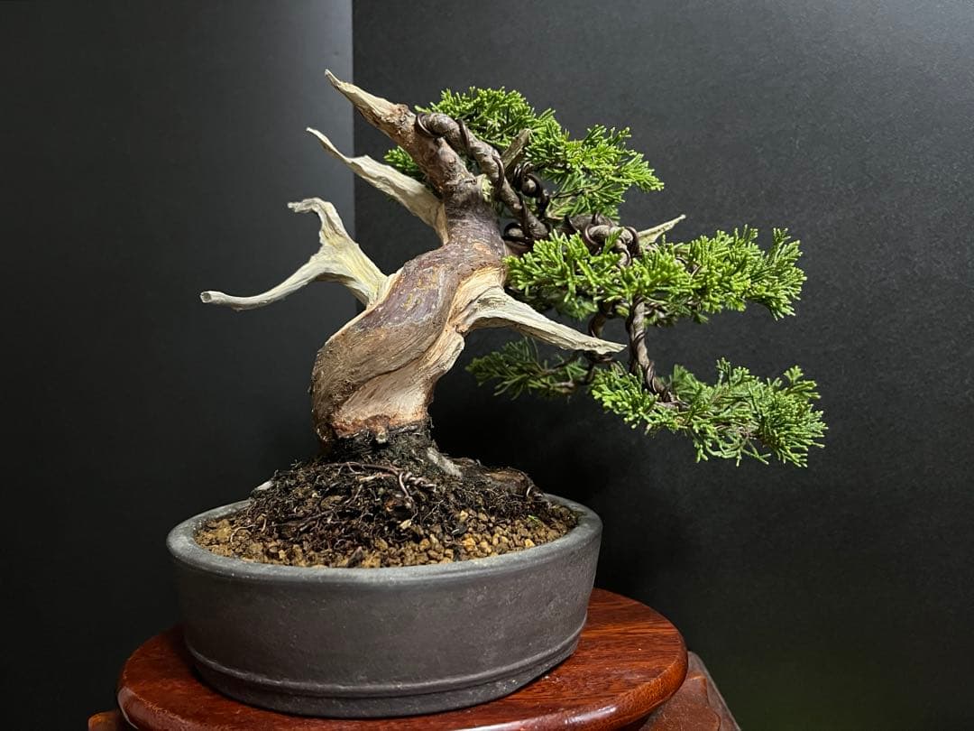 真柏盆栽　糸魚川真柏　太板幹　小品盆栽　樹高17cm