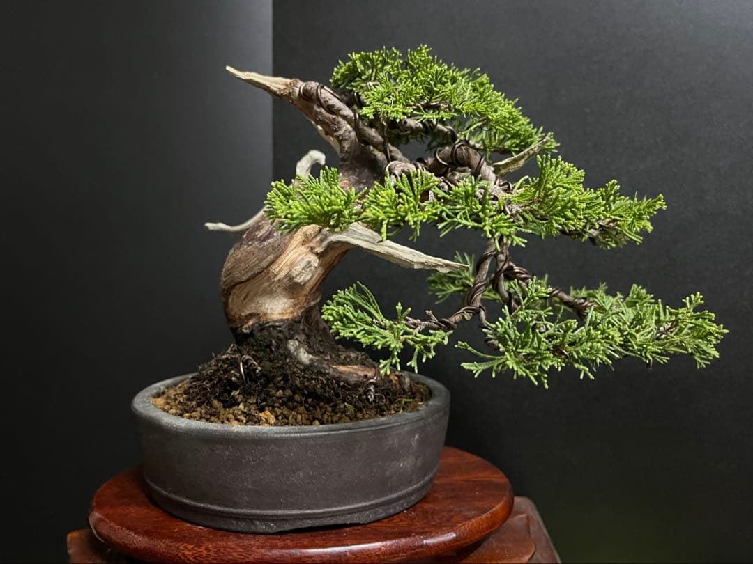 真柏盆栽　糸魚川真柏　太板幹　小品盆栽　樹高17cm