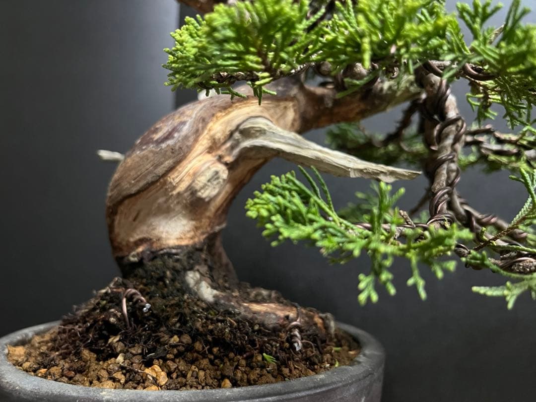 真柏盆栽　糸魚川真柏　太板幹　小品盆栽　樹高17cm