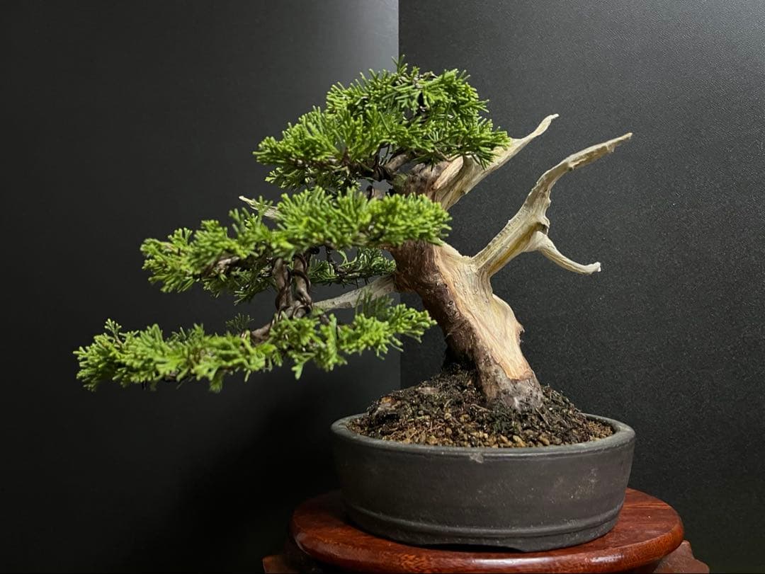 真柏盆栽　糸魚川真柏　太板幹　小品盆栽　樹高17cm