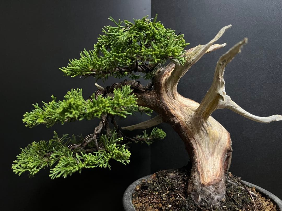 真柏盆栽　糸魚川真柏　太板幹　小品盆栽　樹高17cm