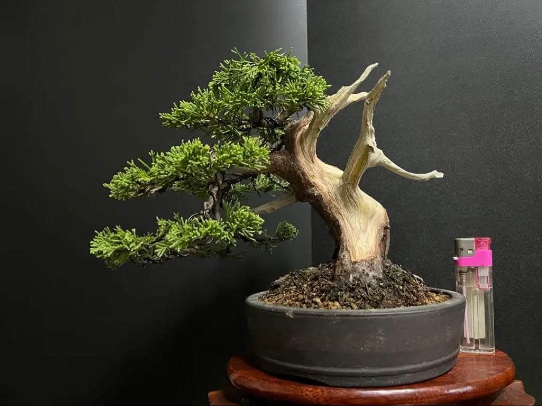 真柏盆栽　糸魚川真柏　太板幹　小品盆栽　樹高17cm